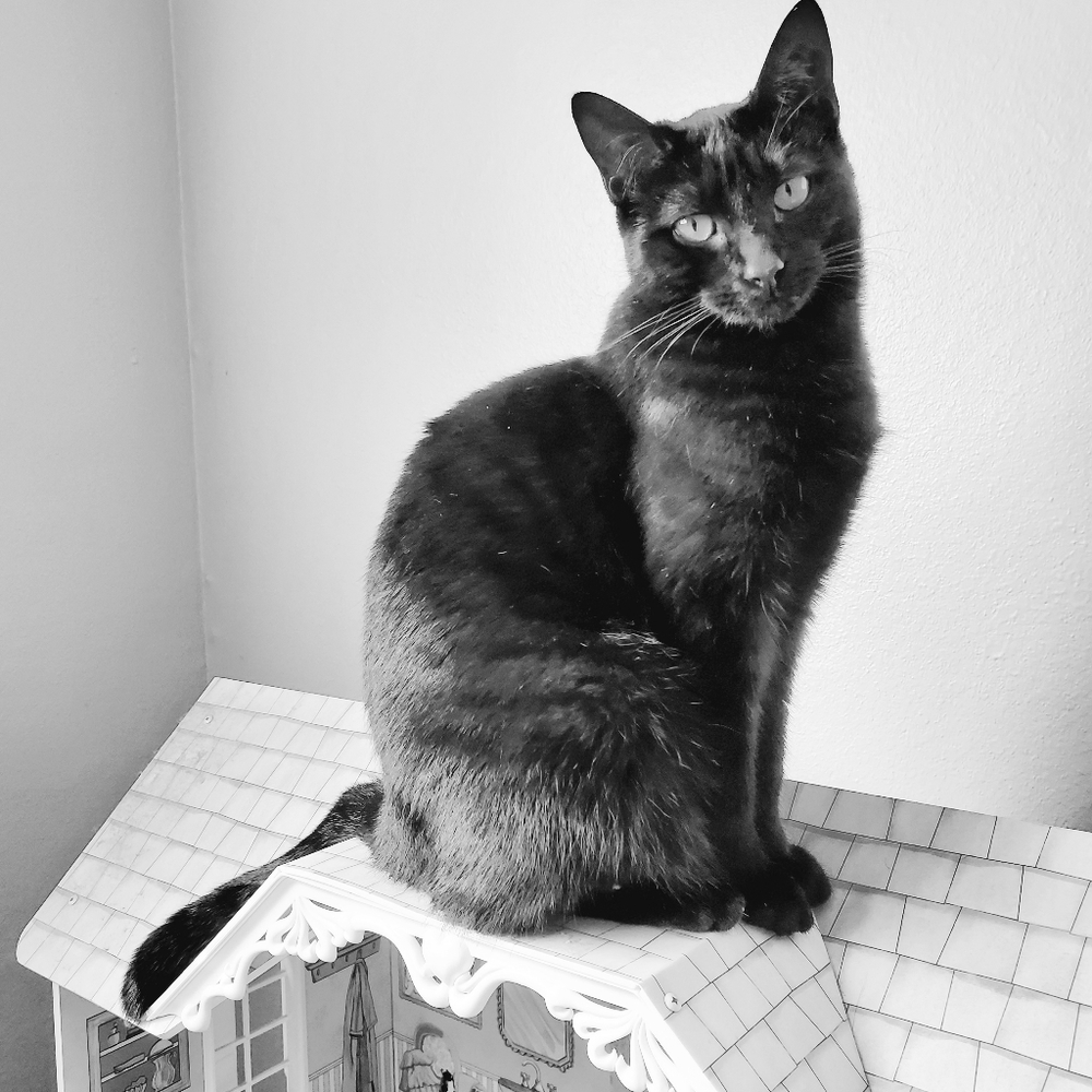 Meet your Posher, Stacy